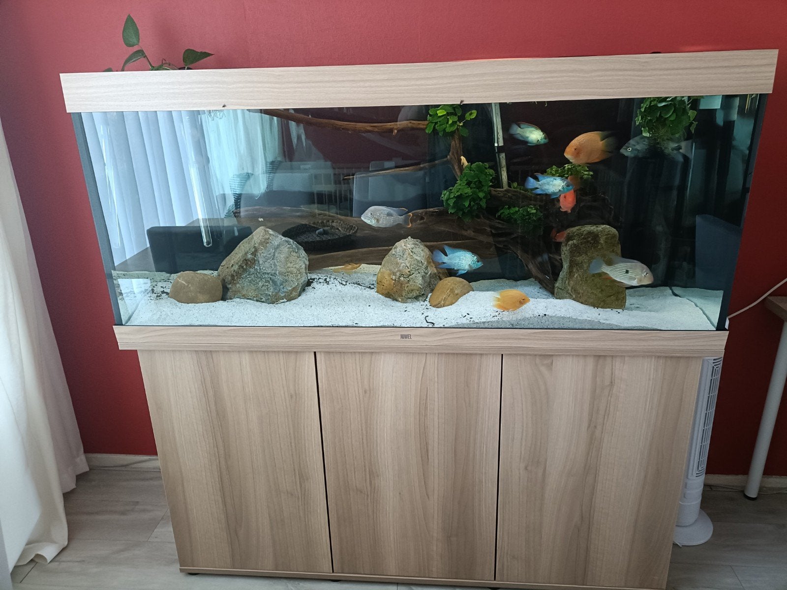 Juwel Rio 450 met Fluval fx6, Ophalen
