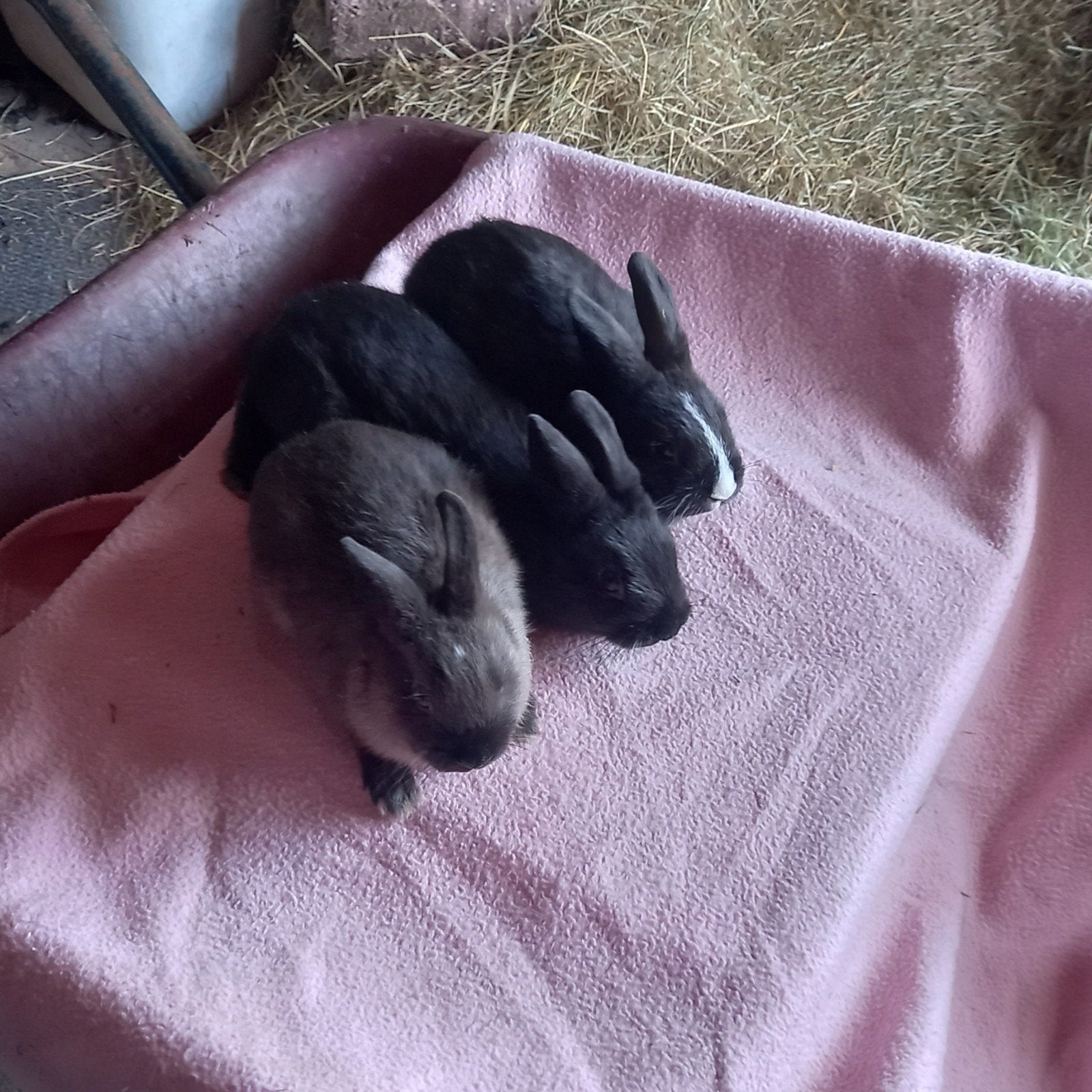 Dwergkonijnen, Meerdere dieren, Dwerg