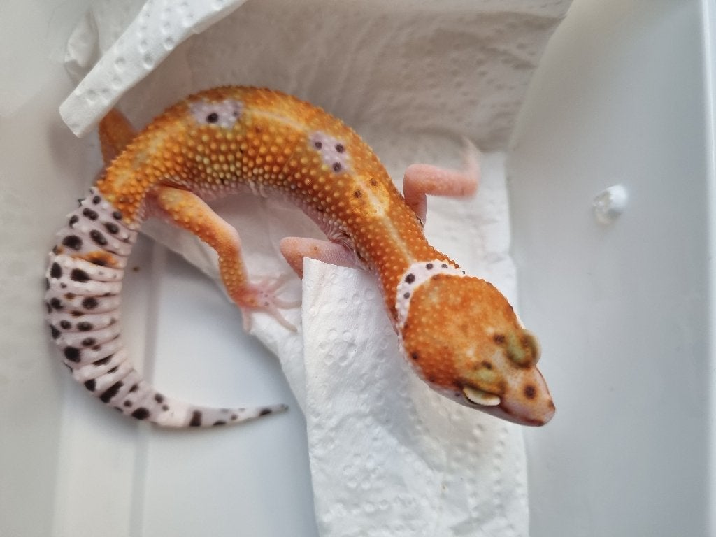 0.1 purple head x w&y bell albino luipaardgekko Leopard Gecko - female for sale from Snakesnballoons