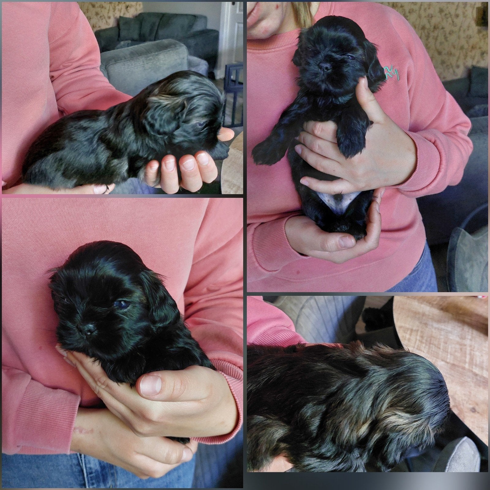 Shih tzu pups 💖, Overige rassen, 8 tot 15 weken, Meerdere, Meerdere dieren
