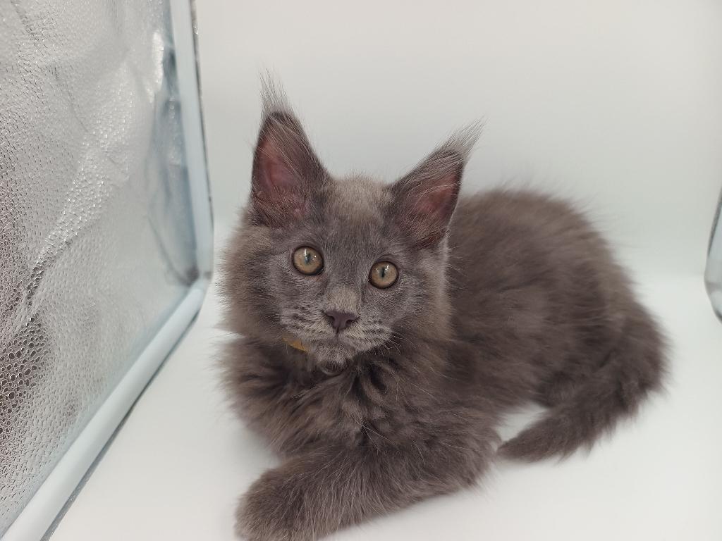 Mooie Maine Coon kittens met stamboom, Meerdere dieren, Met stamboom, 0 tot 2 jaar