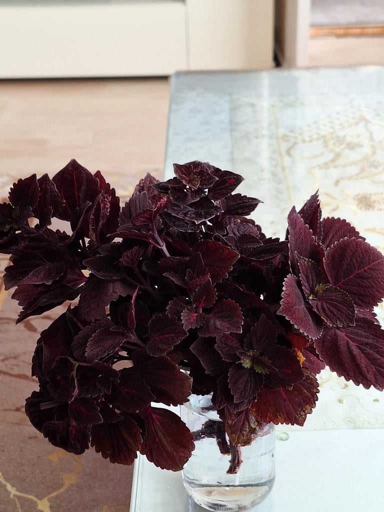 Donkerrode Coleus stekjes - Prachtige bladplant, Ophalen
