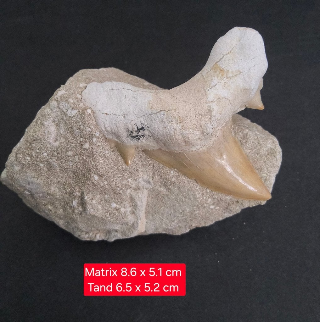 Fossiele haaientand (Otodus obliquus), Ophalen of Verzenden, Fossiel