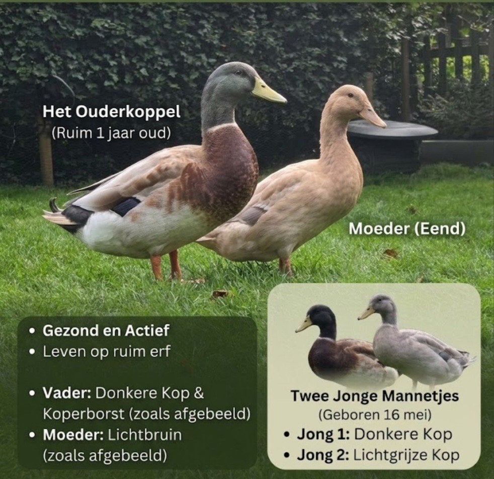 GRATIS: Mooi koppel eenden & 2 jonge woerden (geboren 16 m, Dieren en Toebehoren, Meerdere dieren, Eend