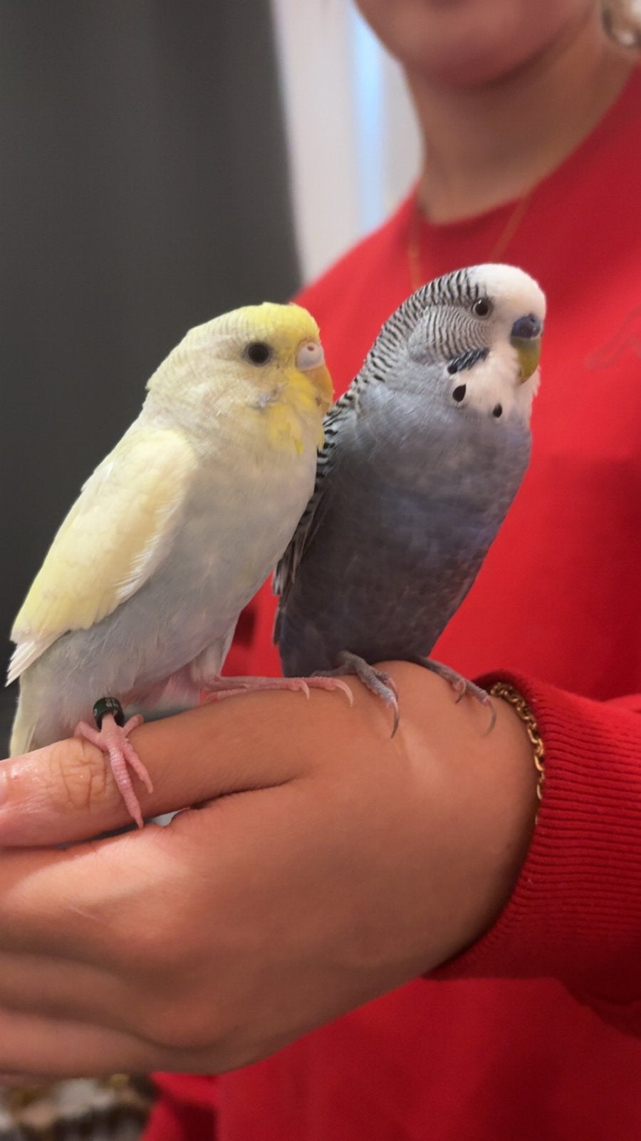 Mannetjes en vrouwjes parkiet, Dieren en Toebehoren, Vogels | Parkieten en Papegaaien, Mannelijk, Parkiet, Tam