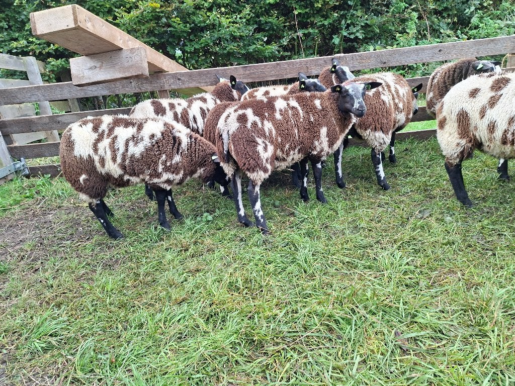 Bonte ooien, Vrouwelijk, Schaap, 0 tot 2 jaar