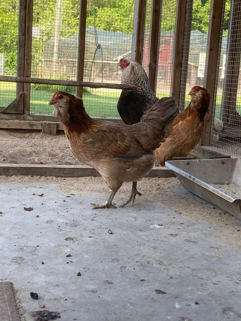 Araucana broedeieren, Dieren en Toebehoren, Pluimvee, Geslacht onbekend, Kip