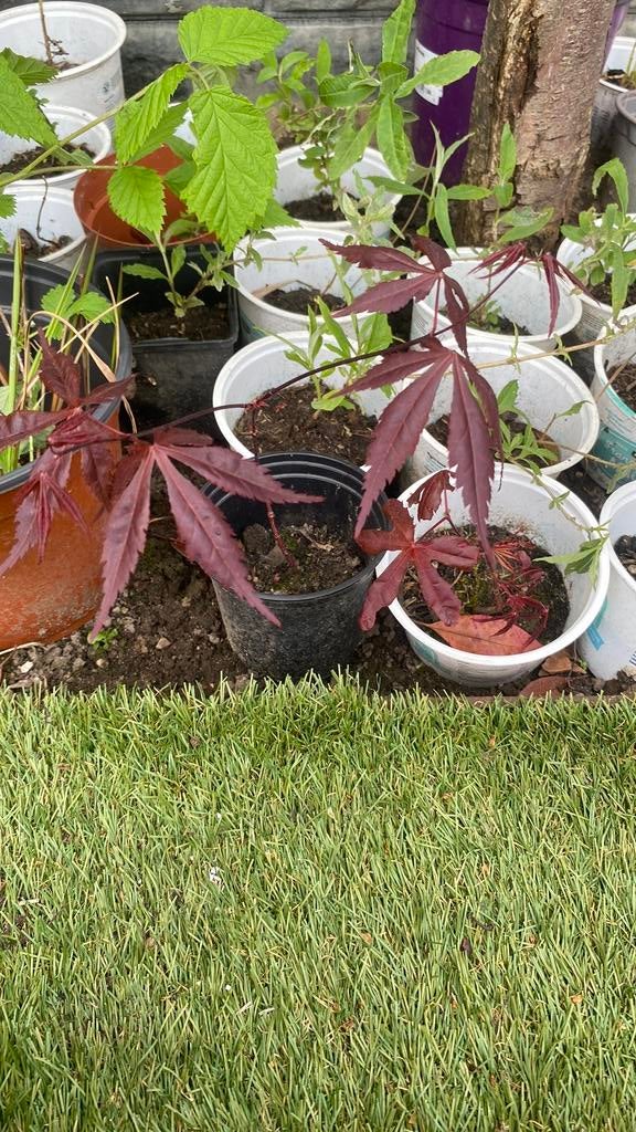 Rode esdoorn €3,50, Tuin en Terras, Planten | Tuinplanten, Overige soorten, Vaste plant, Verzenden, Halfschaduw