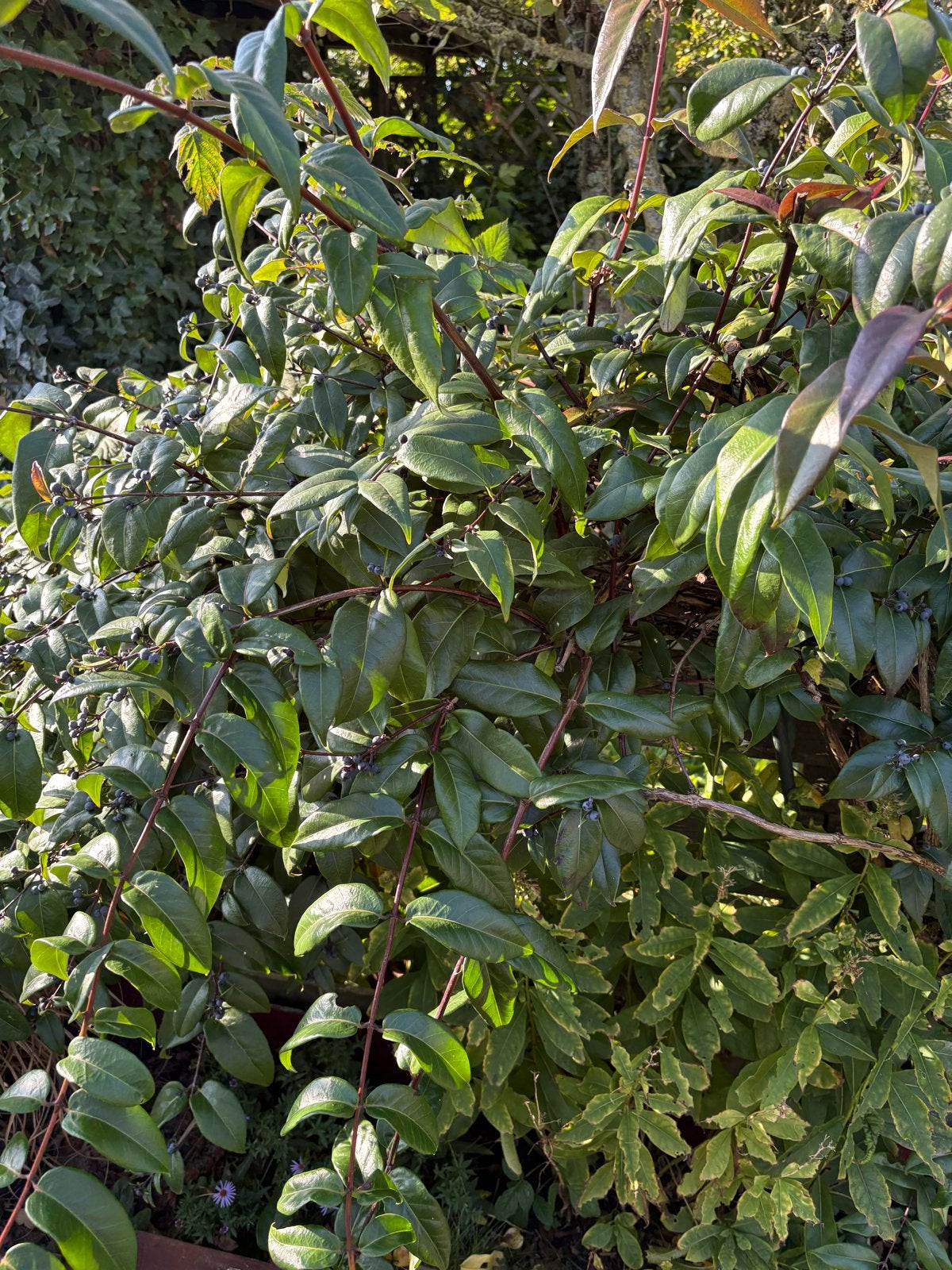 Groene struik met bessen, Volle zon, Vaste plant, Bloeit niet, Ophalen