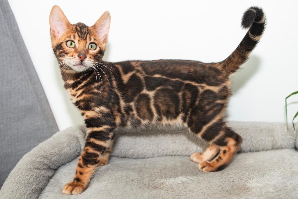 Raszuiver Bengaalse kittens beschikbaar/mag direct verhuizen, Dieren en Toebehoren, Katten en Kittens | Raskatten | Korthaar, Meerdere dieren