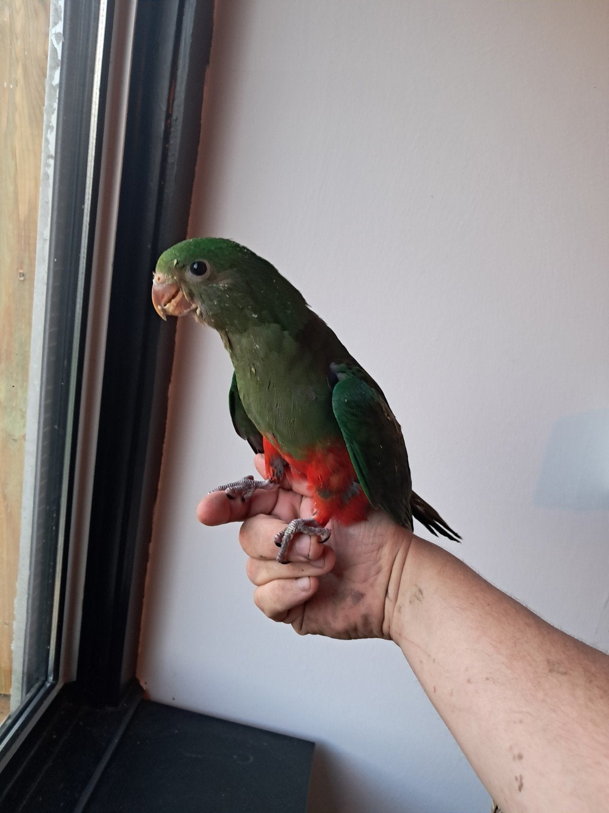 Tamme baby koning parkiet, Mannelijk, Parkiet, Tam