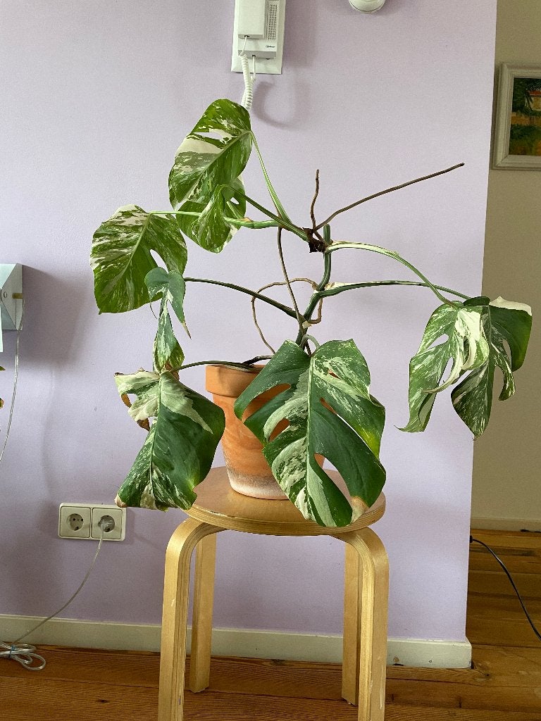 Monstera Variegata - zeldzaam, Ophalen, Overige soorten, Halfschaduw, In pot