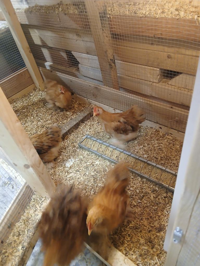 Cochin hanen, Dieren en Toebehoren, Pluimvee, Mannelijk, Kip