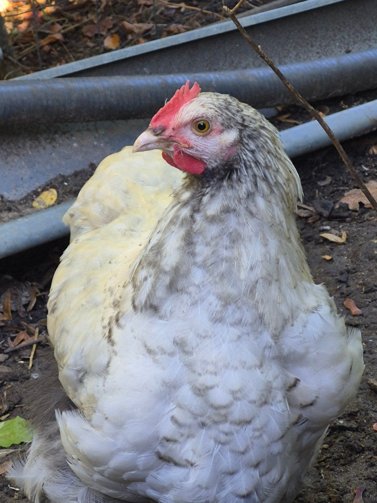 orpington, Dieren en Toebehoren, Mannelijk, Kip