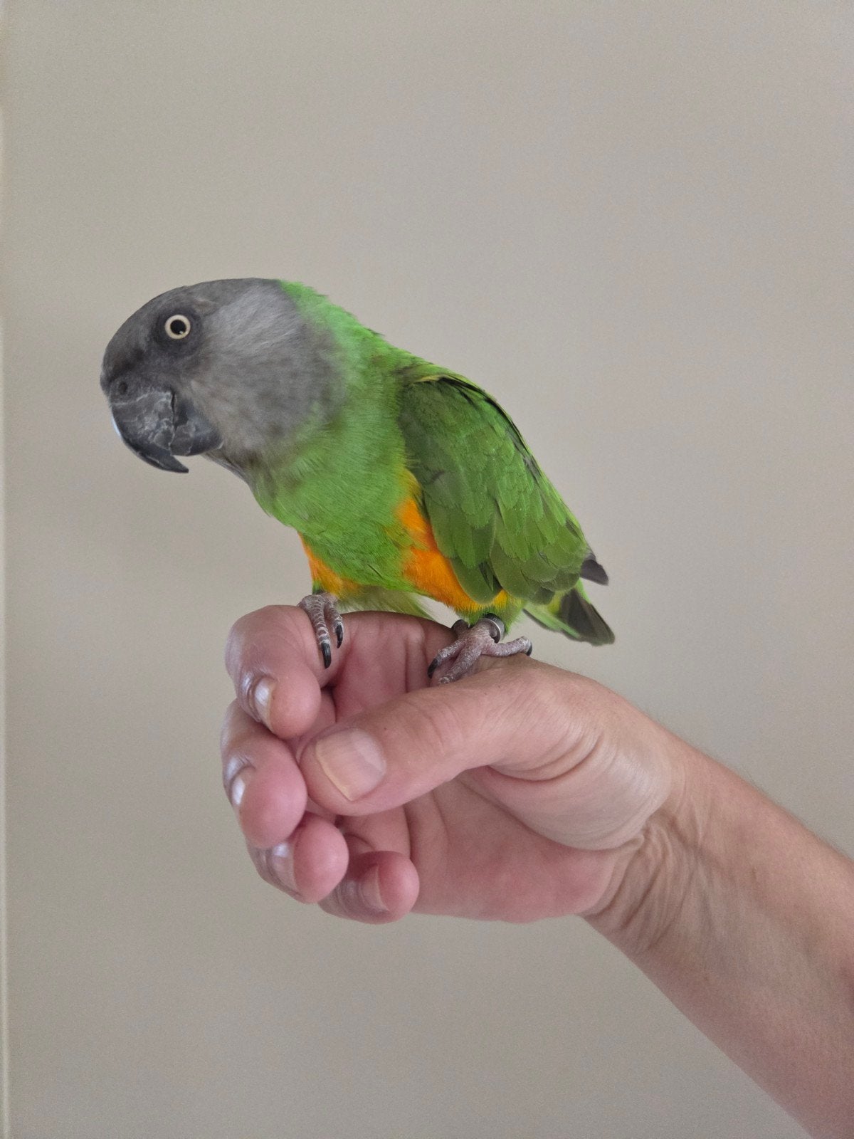 Lieve  bonteboertje, Dieren en Toebehoren, Vogels | Parkieten en Papegaaien