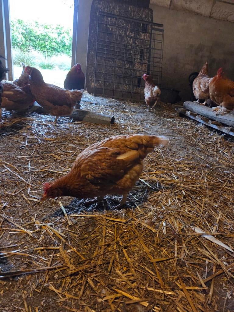 Oudere kippen 1,5 jaar., Dieren en Toebehoren, Pluimvee, Vrouwelijk, Kip