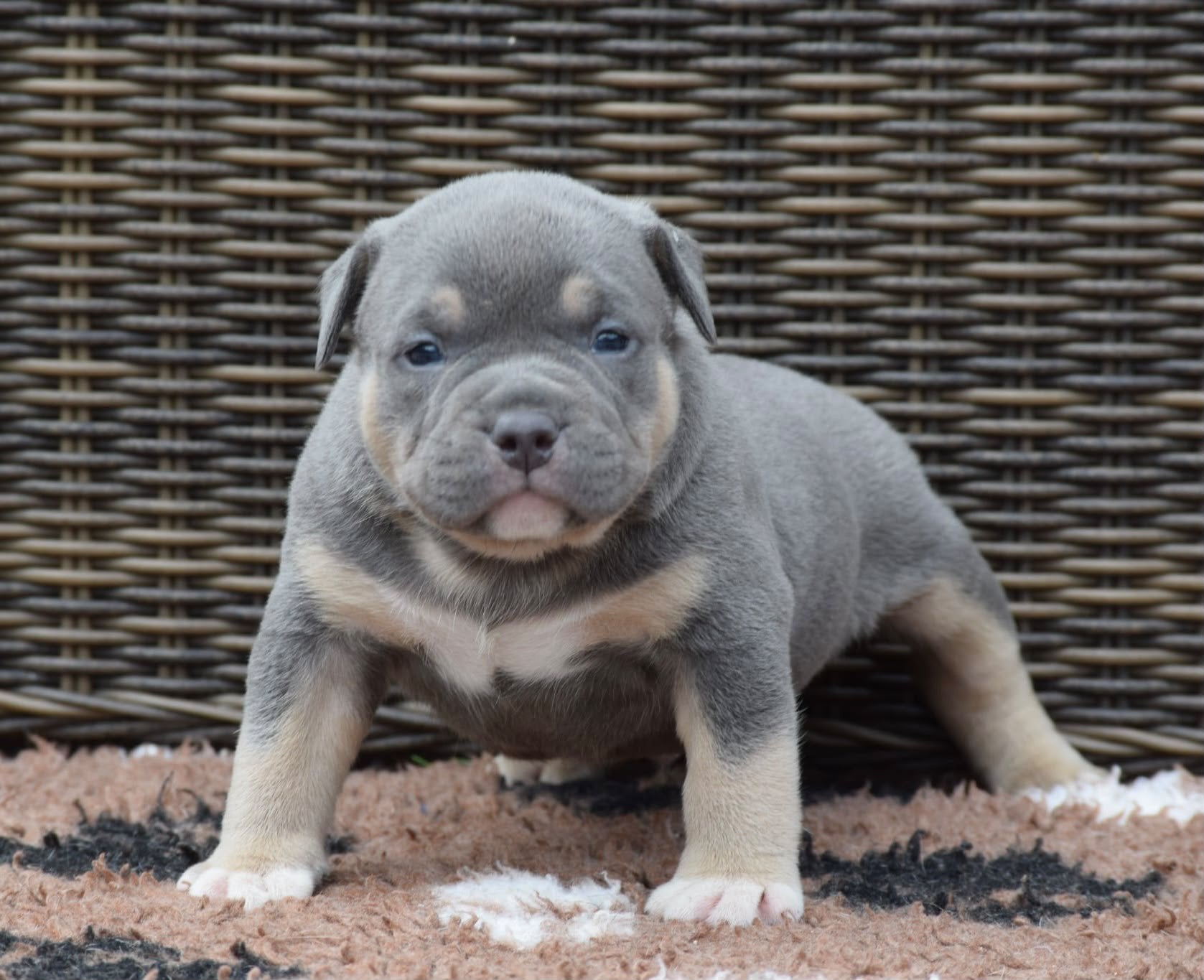 Foto 15 van 🔥American bully pups uit grand champion line, tricolors
