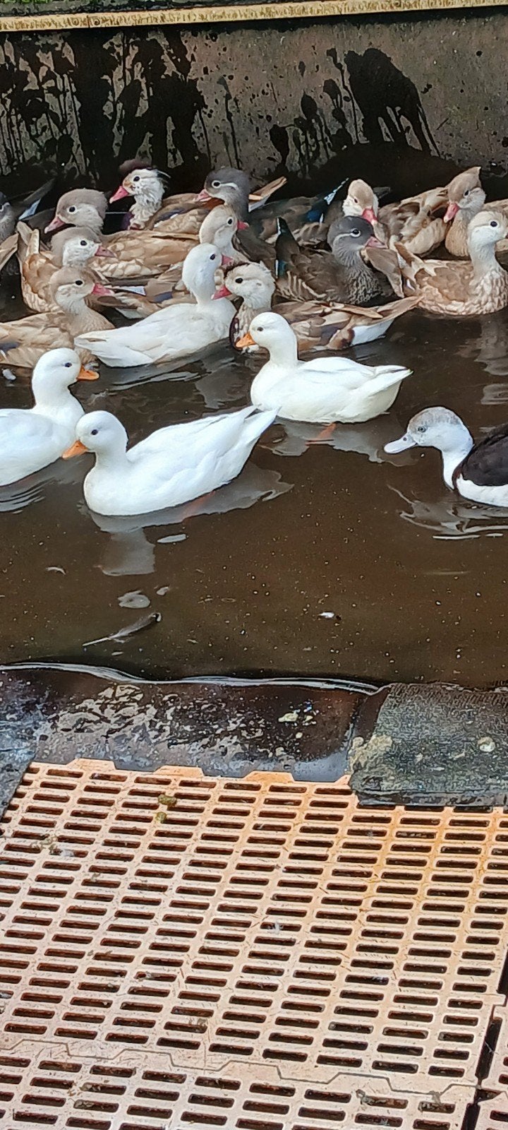 kwakers, Dieren en Toebehoren, Vrouwelijk, Kip