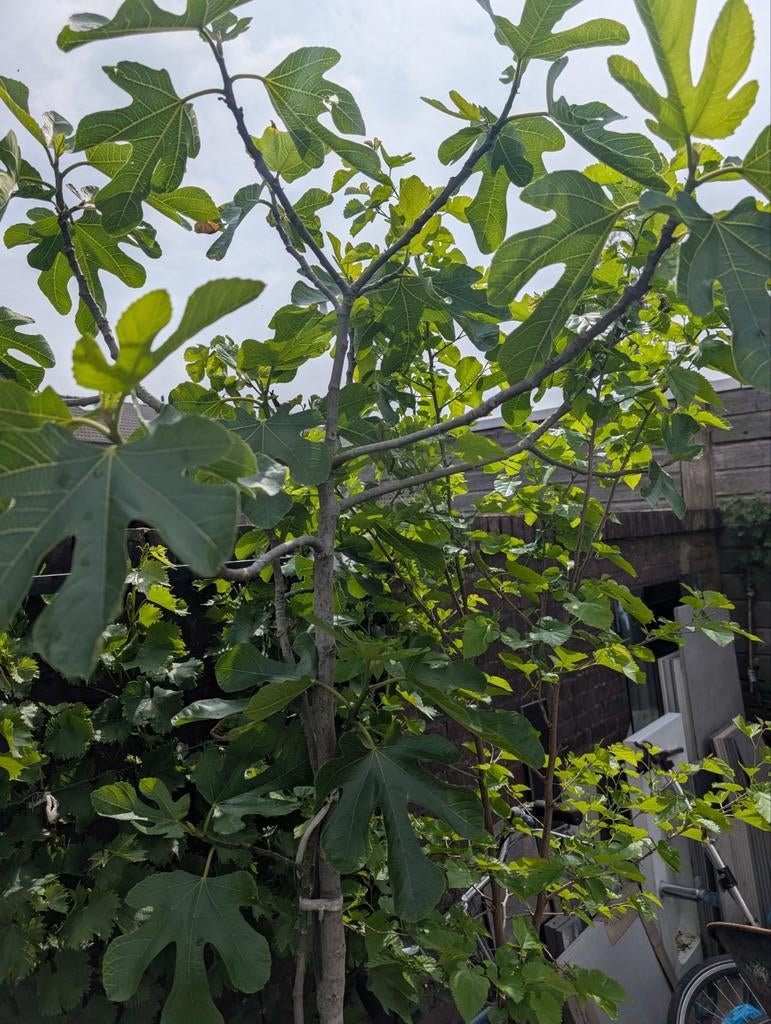 2Vijgenboom (Ficus carica) - Jonge planten, Ophalen of Verzenden, Overige soorten, Volle zon