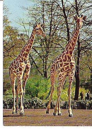 Ansichtkaart	Giraffe, Verzenden, 1960 tot 1980, Gelopen, Wild dier