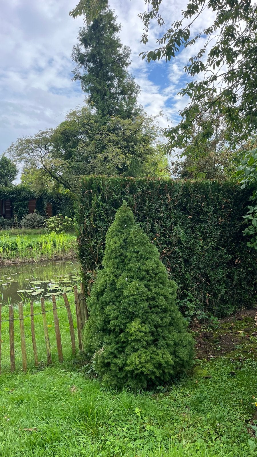 2 Groenblijvende Kegelvormige Coniferen - ca. 120cm, Tuin en Terras, Vaste plant, Bloeit niet, Halfschaduw, Ophalen