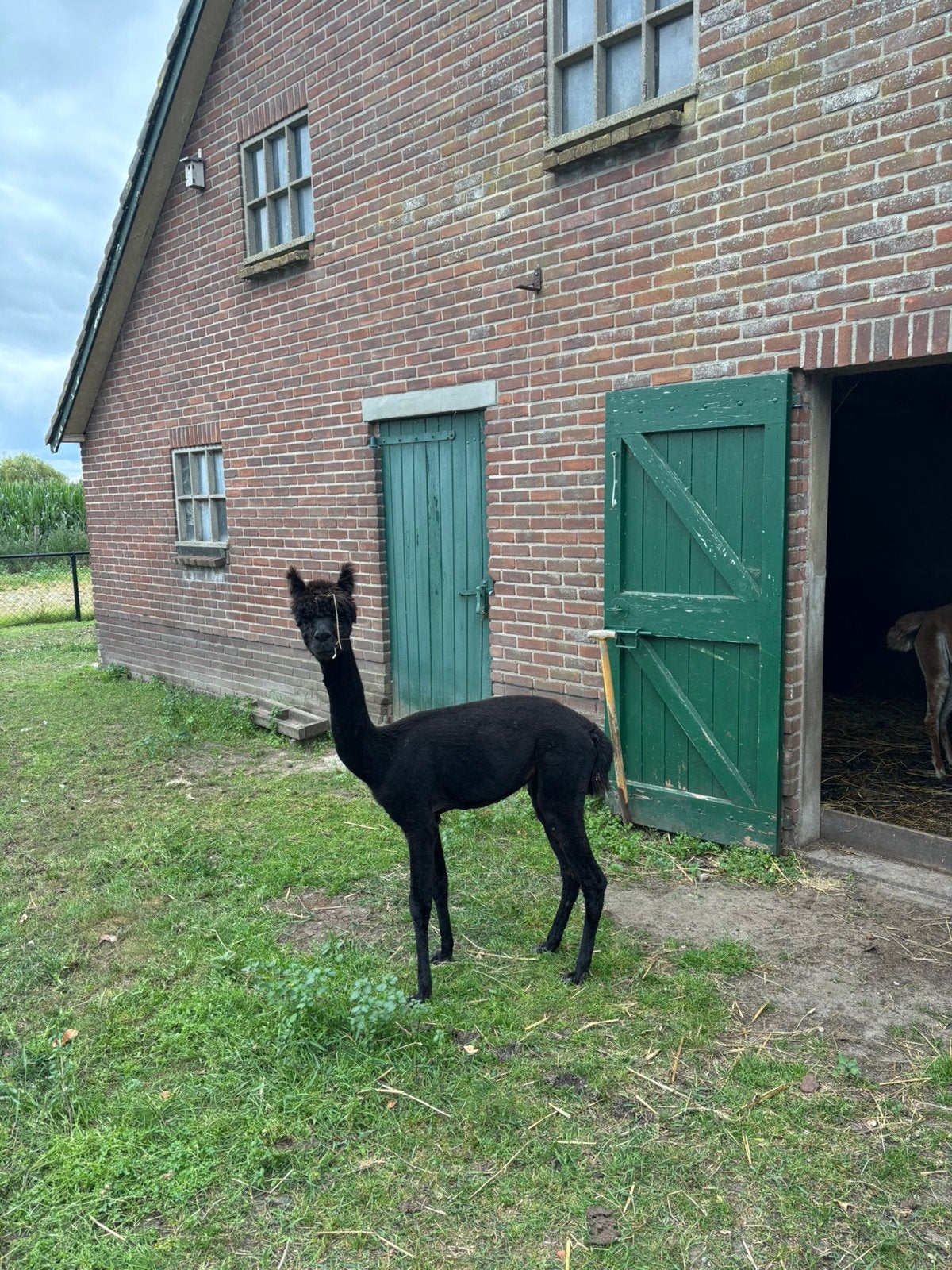 Alpaca hengst, Mei, Mannelijk
