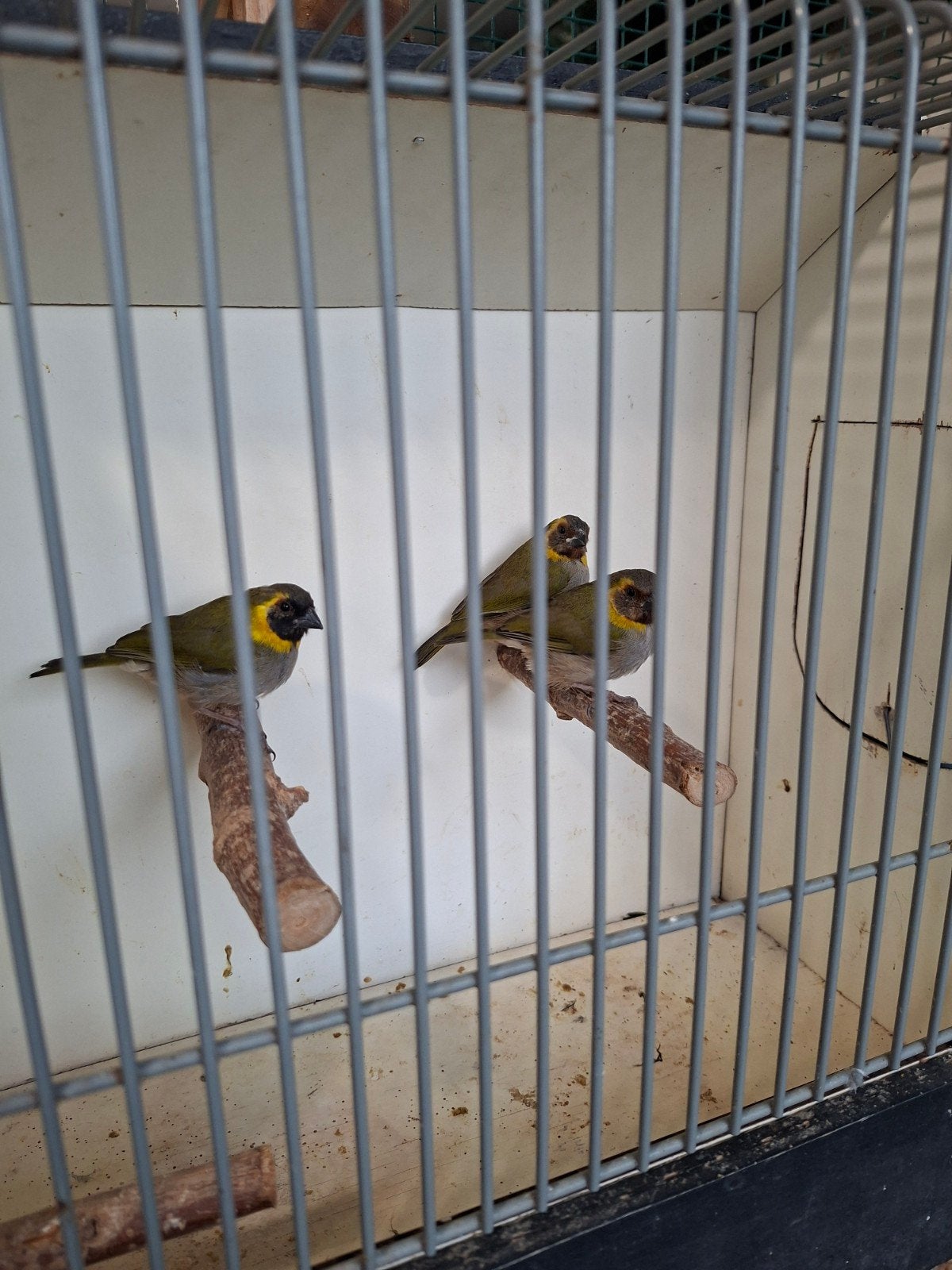 jonge cubavinken, Dieren en Toebehoren, Meerdere dieren, Tropenvogel