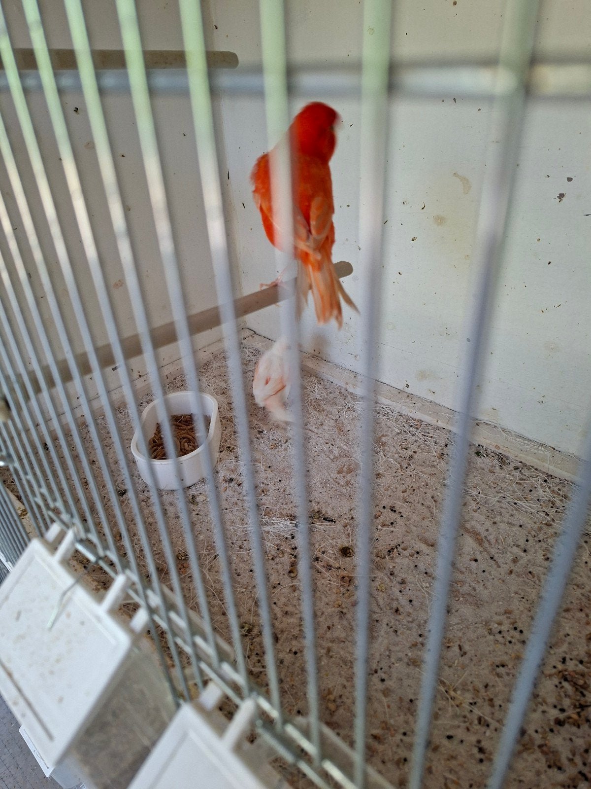 Man rood pop mozaïek, Dieren en Toebehoren, Vogels | Kanaries, Meerdere dieren, Kleurkanarie