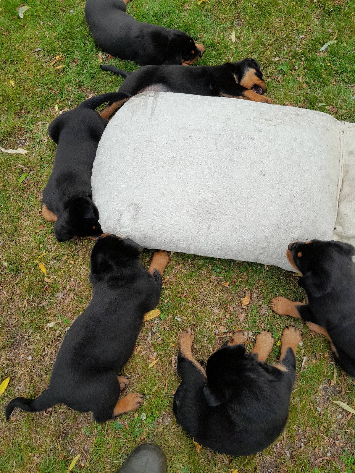 Rottweiler pups, Dieren en Toebehoren, Meerdere, Meerdere dieren, 3 tot 5 jaar, Nederland