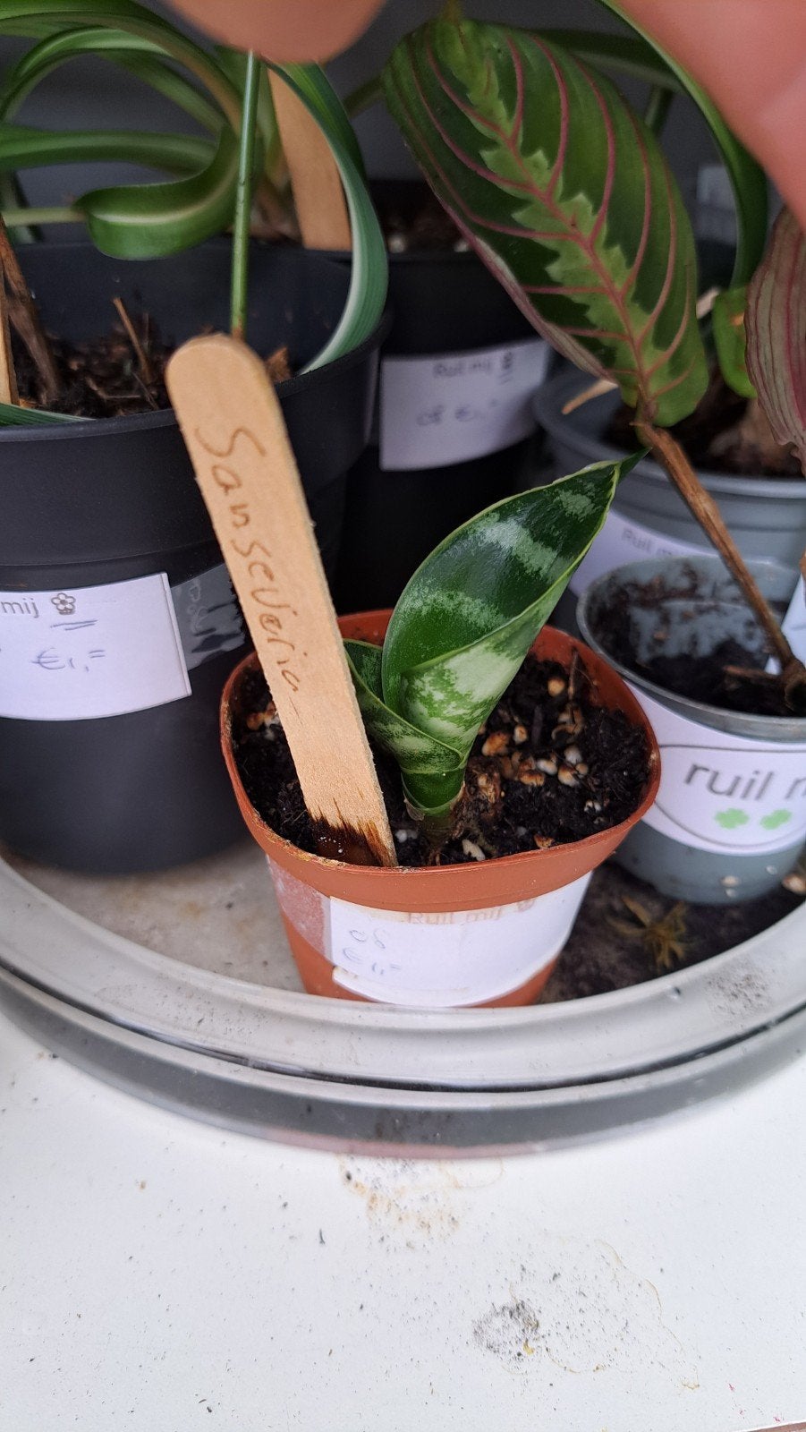 Sansevieria, Ophalen, Halfschaduw, Minder dan 100 cm