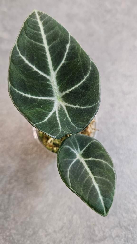 Alocasia Black Velvet, Ophalen of Verzenden, Halfschaduw, Minder dan 100 cm