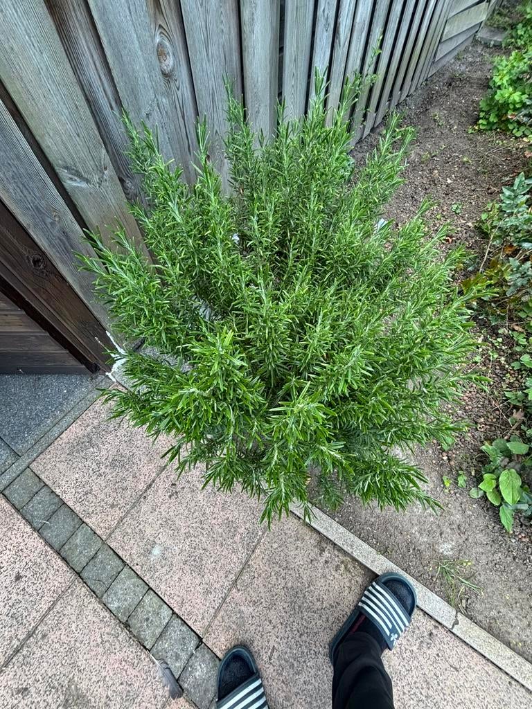 Rozemarijn, Overige soorten, 100 tot 250 cm, Zomer, Ophalen