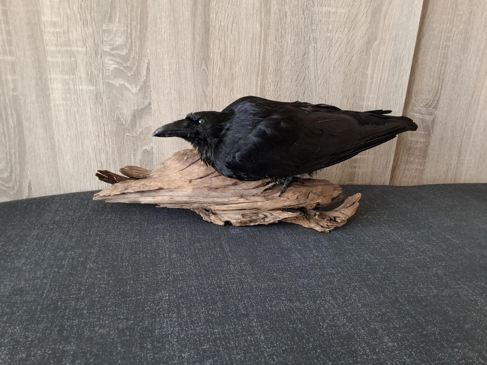 Opgezette kraai Taxidermie taxidermy, Verzamelen, Ophalen of Verzenden, Nieuw, Vogel, Opgezet dier