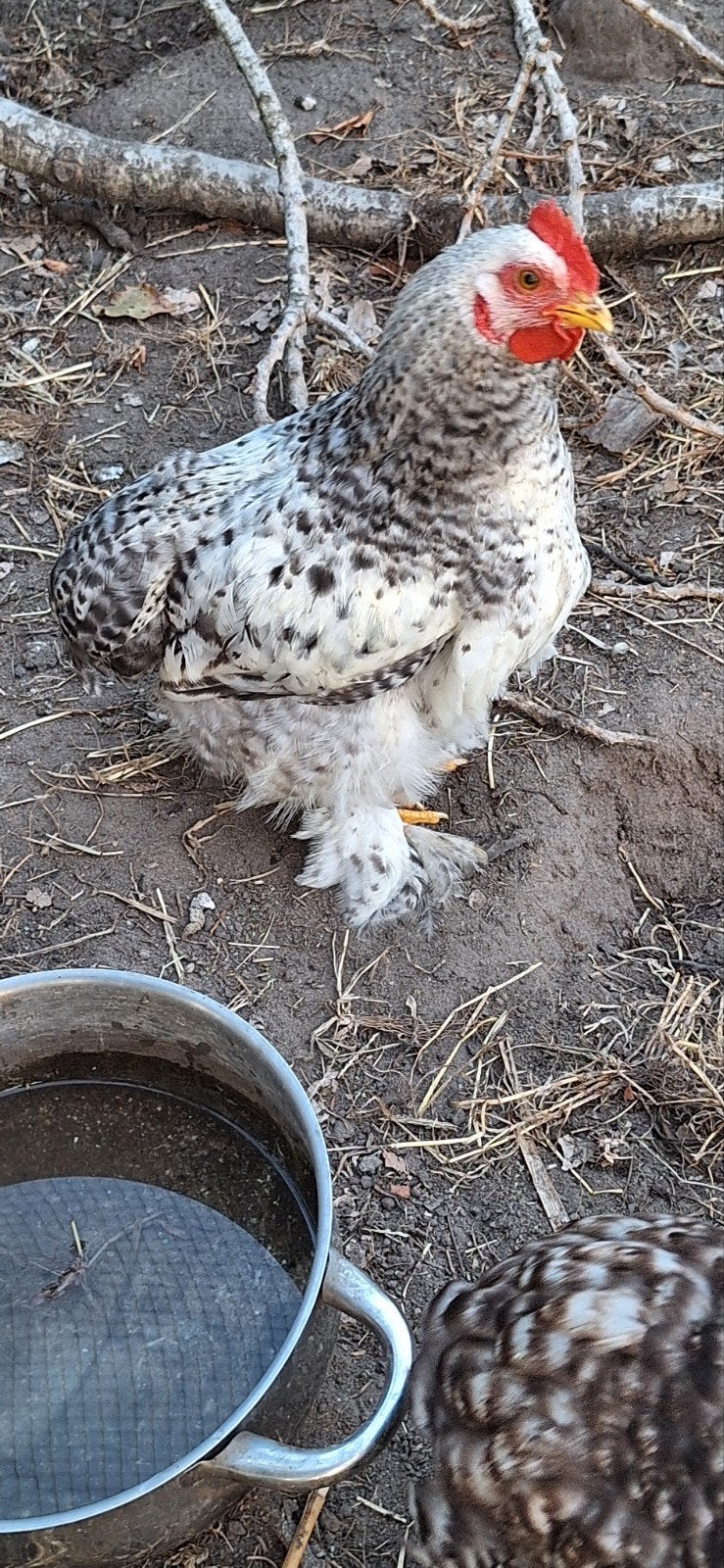 cochin  kriel jonge haantjes en 1 hen en moeder hen, Dieren en Toebehoren, Pluimvee, Meerdere dieren, Kip