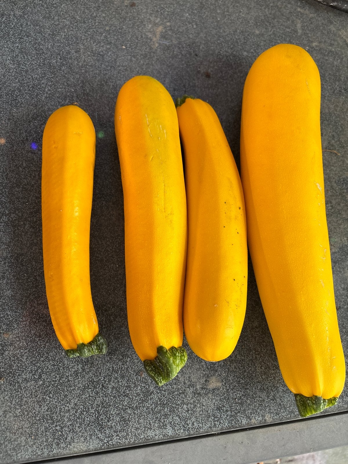 Verse gele courgettes - direct van het land, Ophalen, Volle zon