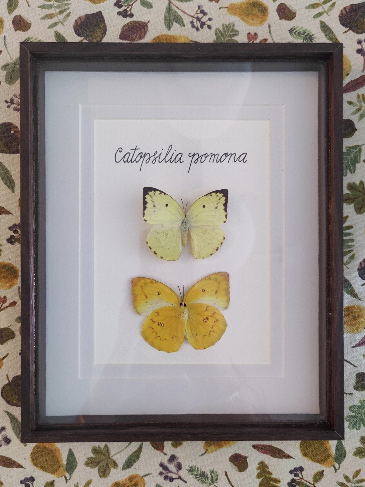 Opgezette vlinder in lijst/ taxidermie - Catopsilia pomona, Ophalen of Verzenden, Nieuw, Insect, Opgezet dier