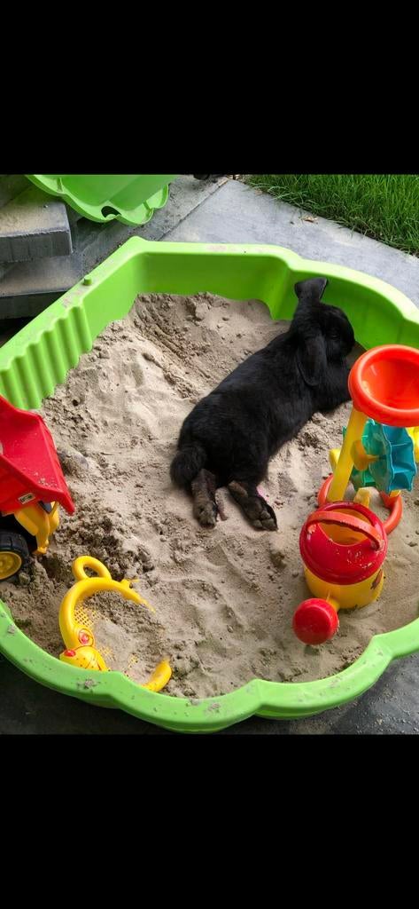 Lief tam konijn gecastreerde ram, Dieren en Toebehoren, Konijnen