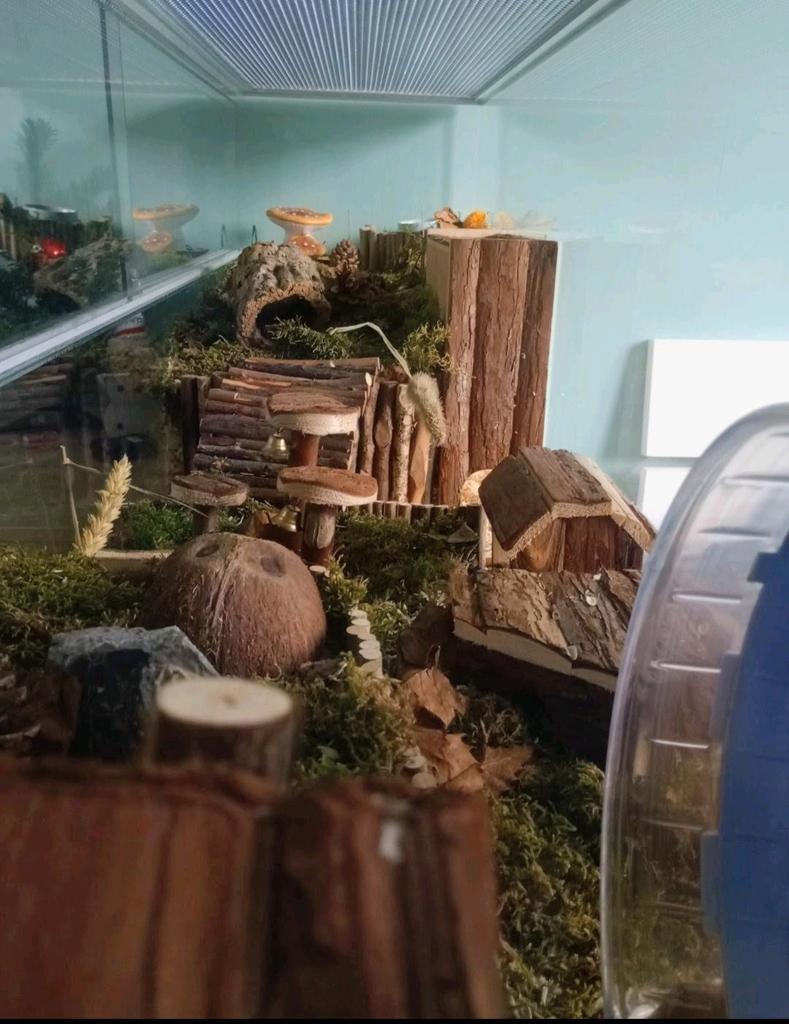 Geen tijd meer voor je hamster? | Hamster opvang |, Juni