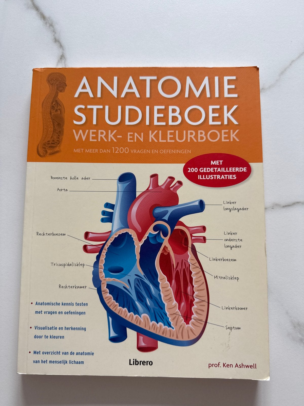 Anatomie Studieboek Werk- en Kleurboek - Ken Ashwell, Boeken, Ophalen of Verzenden, Beta, Zo goed als nieuw, LBO