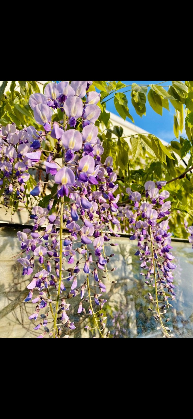 Blauwe Regen. Wisteria, Ophalen, Lente, Klimplanten, Volle zon