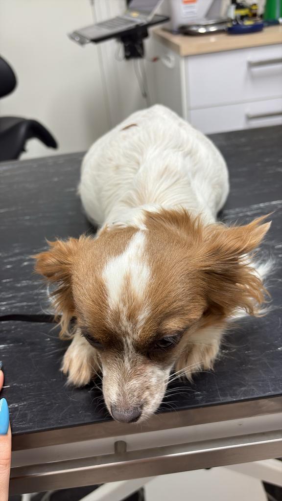 Leuke puppys vlinderhondje mix maltezer, Dieren en Toebehoren, Parvo, Nederland, 8 tot 15 weken, Meerdere