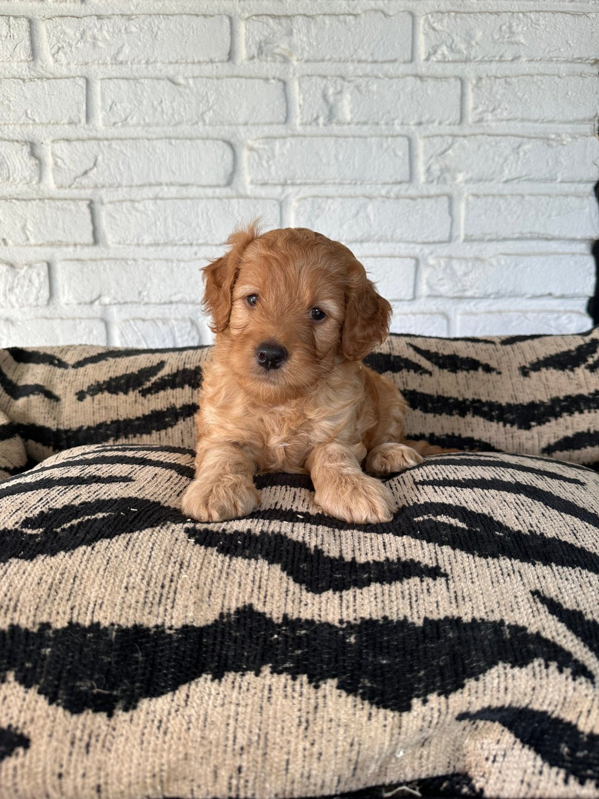 Mini labradoodle pups labradoodle x toy poedel, Dieren en Toebehoren, Parvo, Nederland, Overige rassen, 8 tot 15 weken