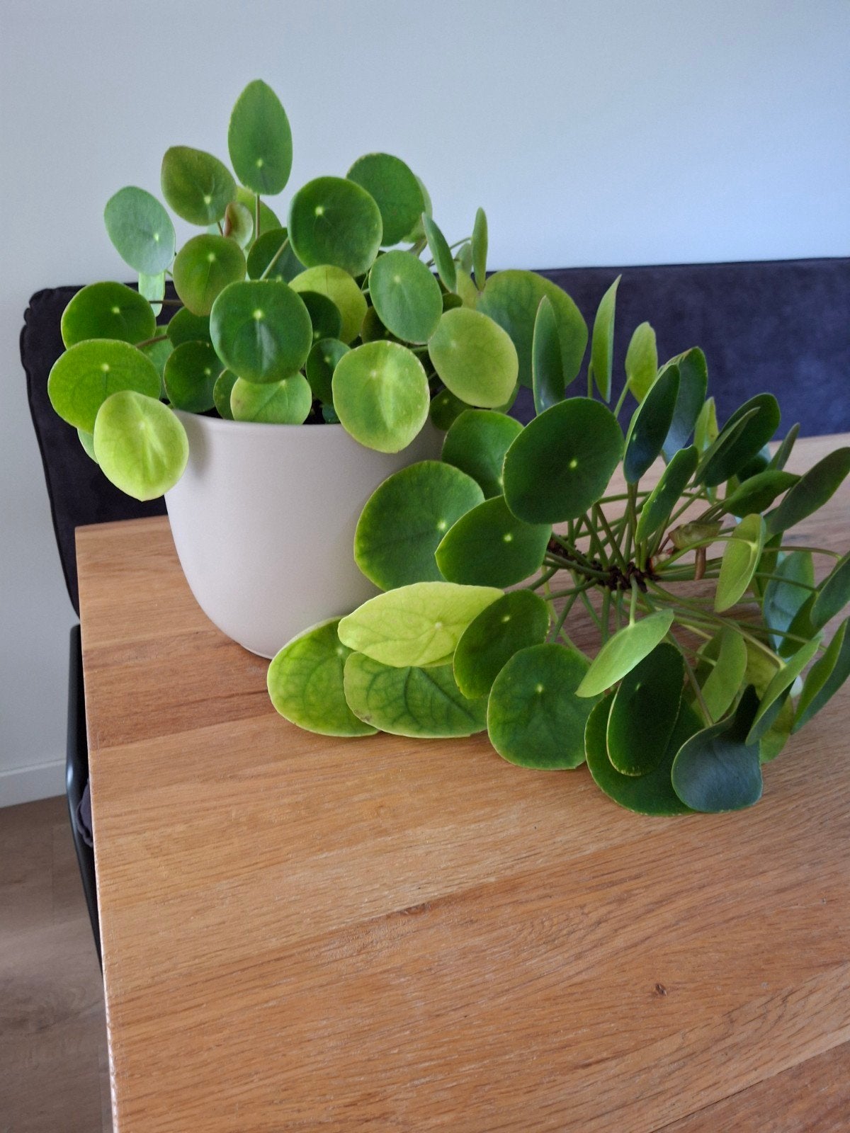 Pannenkoekenplant (Pilea Peperomioides) in pot, Ophalen, Overige soorten, Halfschaduw, Minder dan 100 cm