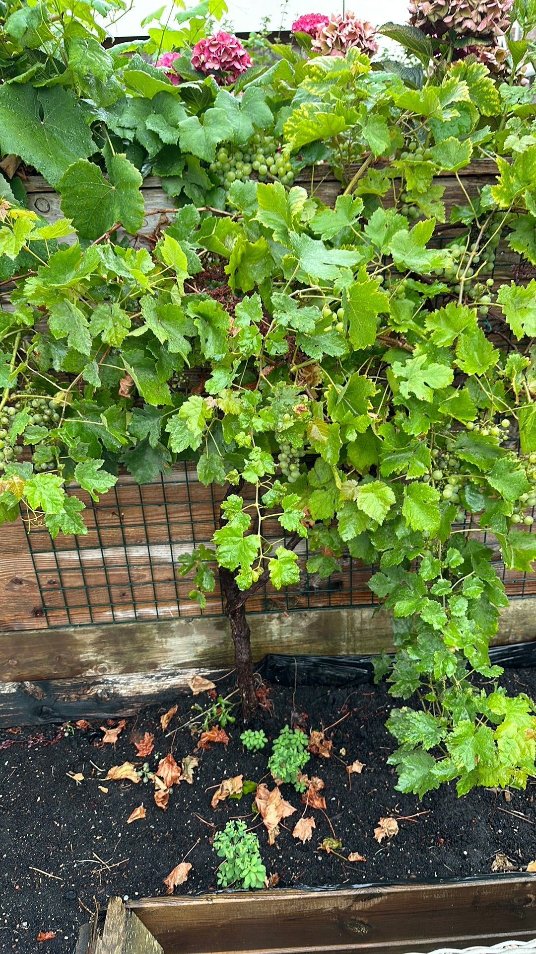 Druivenboom, Tuin en Terras, Planten | Bomen, Ophalen, Volle zon, Overige soorten