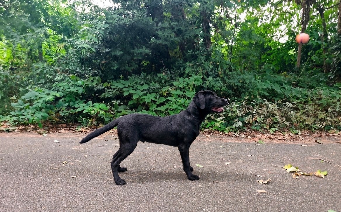 Labrador reu FCI, 15 weken tot 1 jaar, Reu, CDV (hondenziekte), Labrador retriever