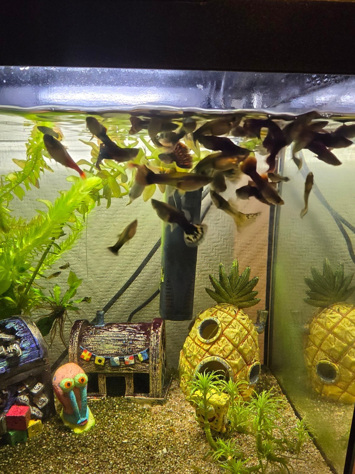 Aquarium met visjes spongebob, Vis