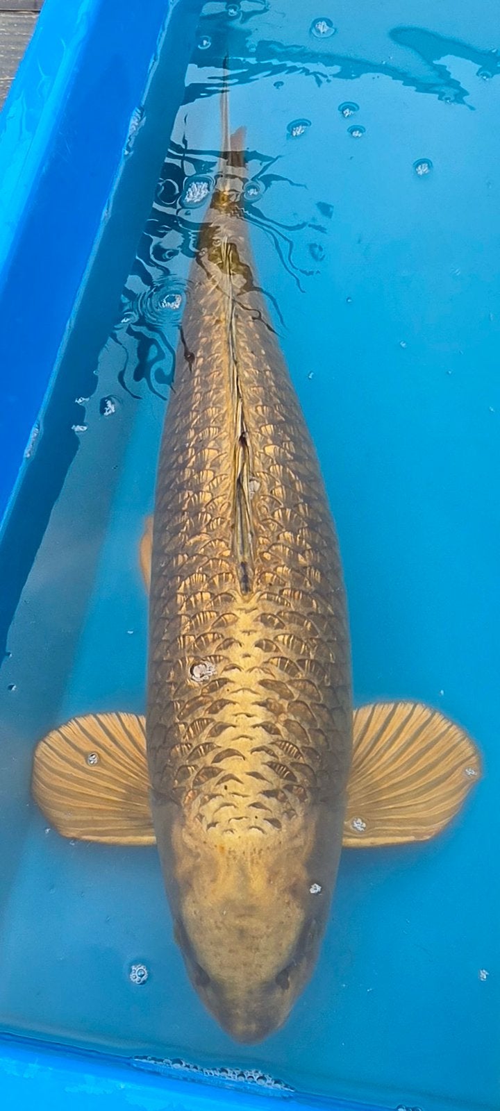 Japanse koi Kabuto Marusei, Karper of Koi