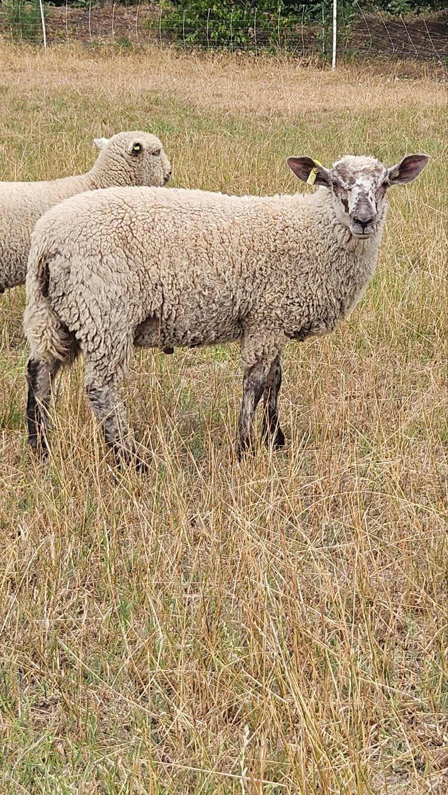 Bluefaced Leicester x Shropshire dekbokken, Mannelijk, Schaap