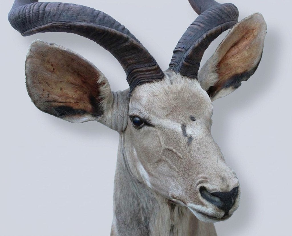 Grote opgezette kop Afrikaanse KUDU antilope, Verzamelen, Ophalen, Gebruikt, Wild dier, Opgezet dier