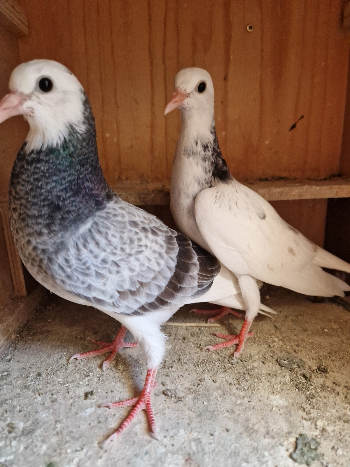 Tipplers te koop, Mannelijk, Postduif